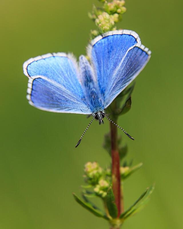 Himmelblauer Bläuling ...  Von Natalie Politz aus Hildrizhausen.