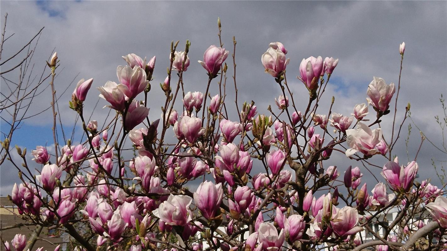 Hoffnungsvoll hatte die Magnolienblüte begonnen. Ob sie durchhält, fragt sich ni...