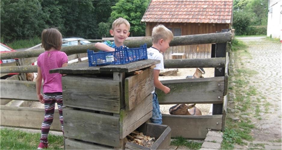 Hofgut Mauren: Hier lassen sich auch sonntags, mit extra vorbereitetem Futter, Ziegen fütternGB-Fotos: siz