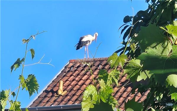 Hoher Besuch (fotografiert von Ralf Hanesch aus Nufringen)
