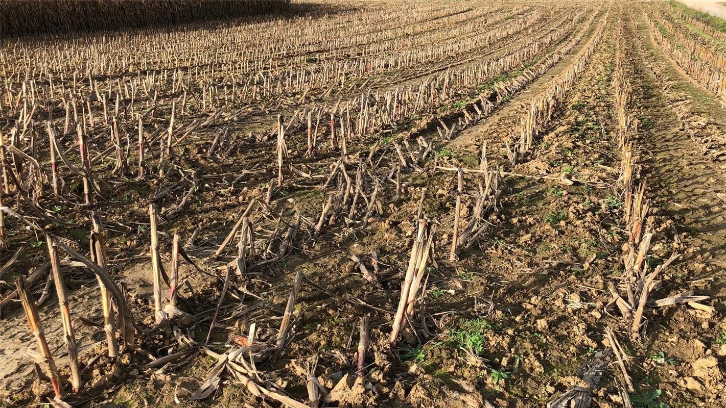 Hommage an Anselm Kiefer's Land Art-Kunst – In Reih und Glied die abgemähten Sto...