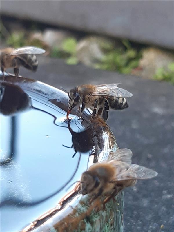 Honigbienen haben auch Durst.  Von Margrit Wappler aus Bondorf.
