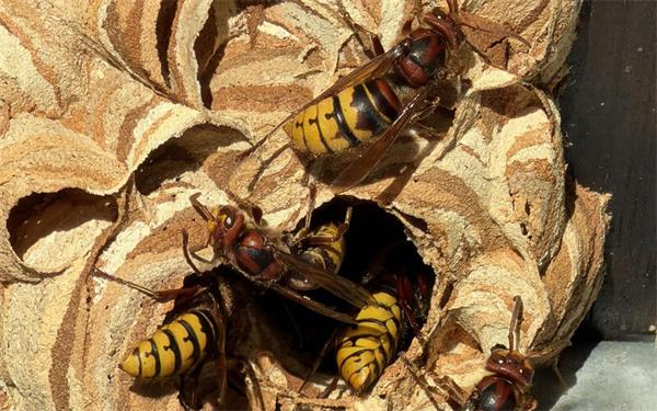 Hornissen zeigen sich beim Nestbau als fleißige Bienchen (gesehen in Rohrau) GB-Foto: Bäuerle