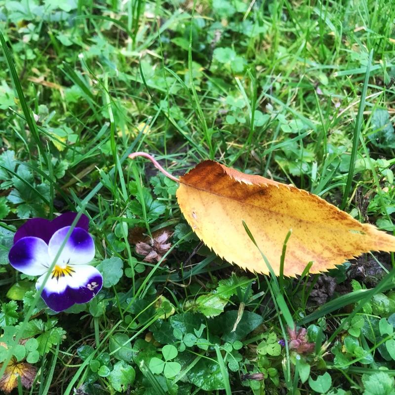 Hornveilchen trifft Herbstlaub. Von Anja Schnotz aus Gäufelden.