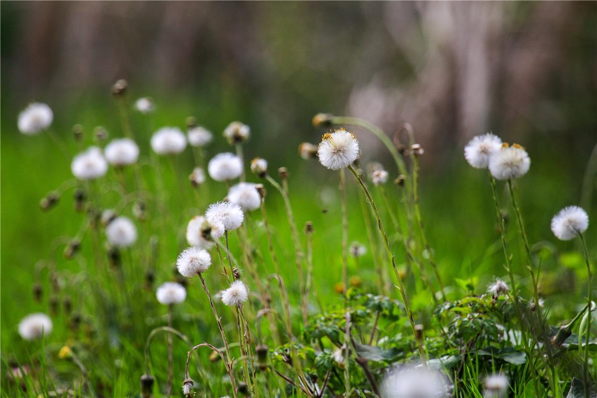 Huflattich als Pusteblume.  Von Natalie Politz aus Hildrizhausen.