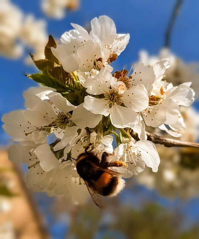 Hummel an Kirschblüte. Von Lian Elsner aus Mönchberg.
