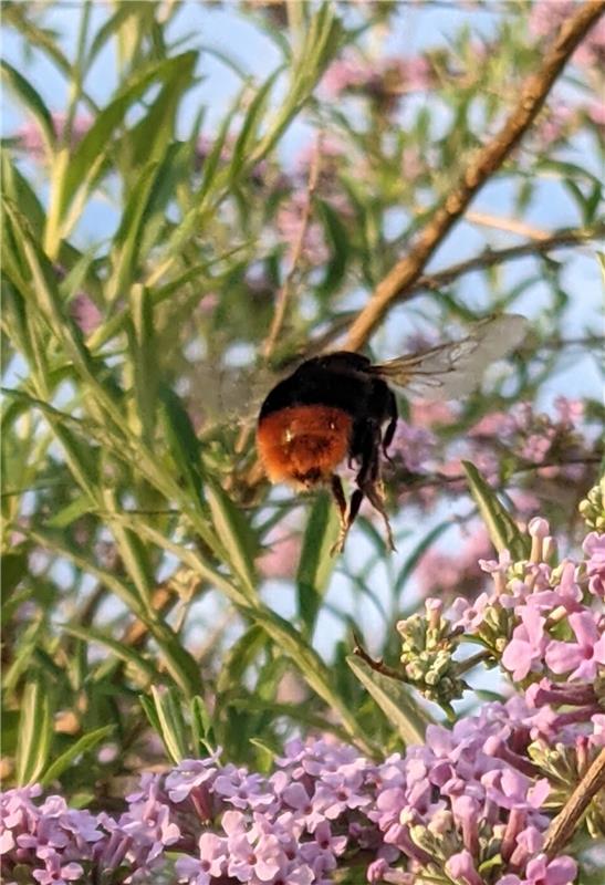 Hummel im Flieder, eingereicht von Susanne Marquardt aus Herrenberg. 