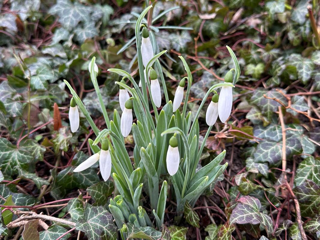 Hurra, hurra, die ersten Schneeglöckchen sind da! Von Anja Schnotz.