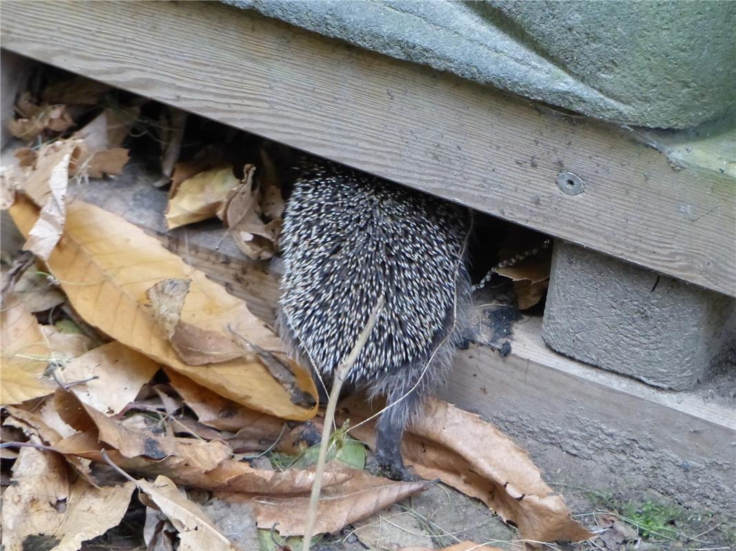 "Ich bin dann mal weg." Ein Igel zieht sich ins Winterquartier zurück. Brigitte ...