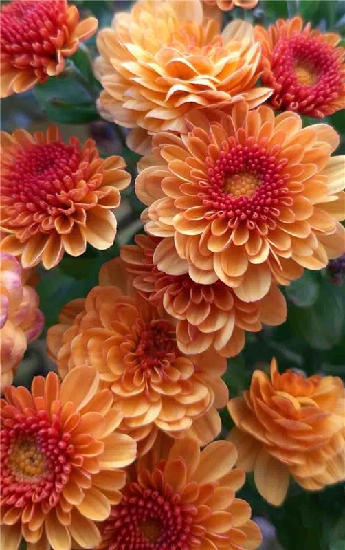 Ich freue mich über jede Blüte im herbstlichen Garten!  Von Christine Lutz aus H...