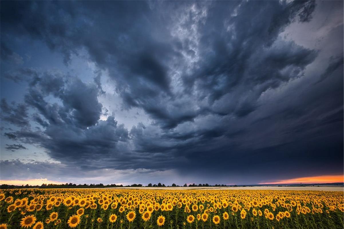 Ich wollte das Sonnenblumenfeld fotografieren und plötzlich zog ein Gewitter auf...