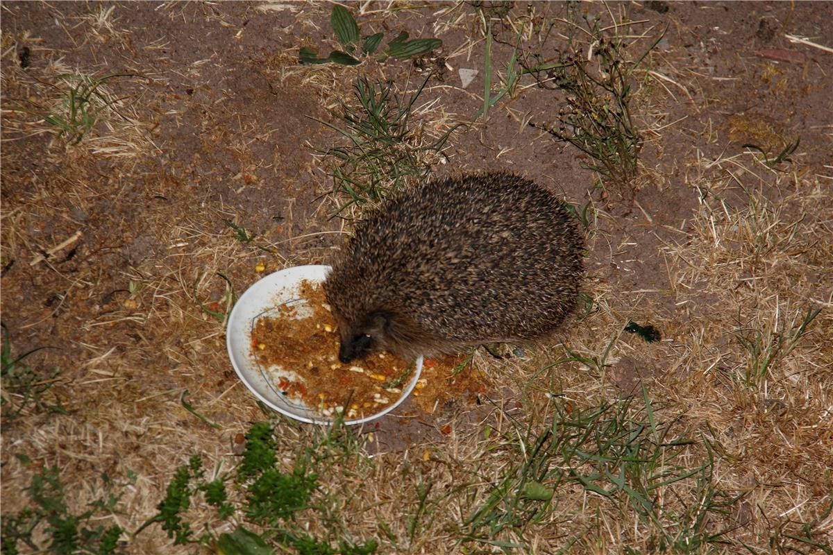 Igel holt sich nachts bei dieser Trockenheit gern und bequem das bereitgestellte...