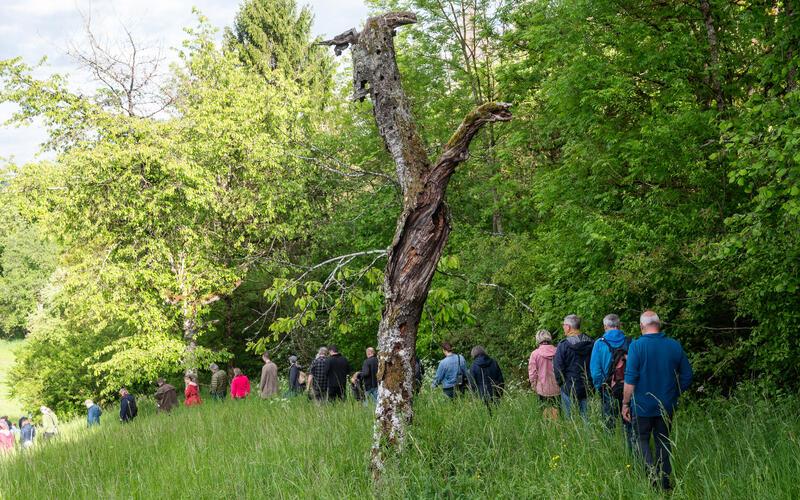 Im Gänsemarsch spazieren die Exkursionsteilnehmer am Rand einer Magerwiese entlang talabwärts in den Buchgraben. GB-Foto: Schmidt