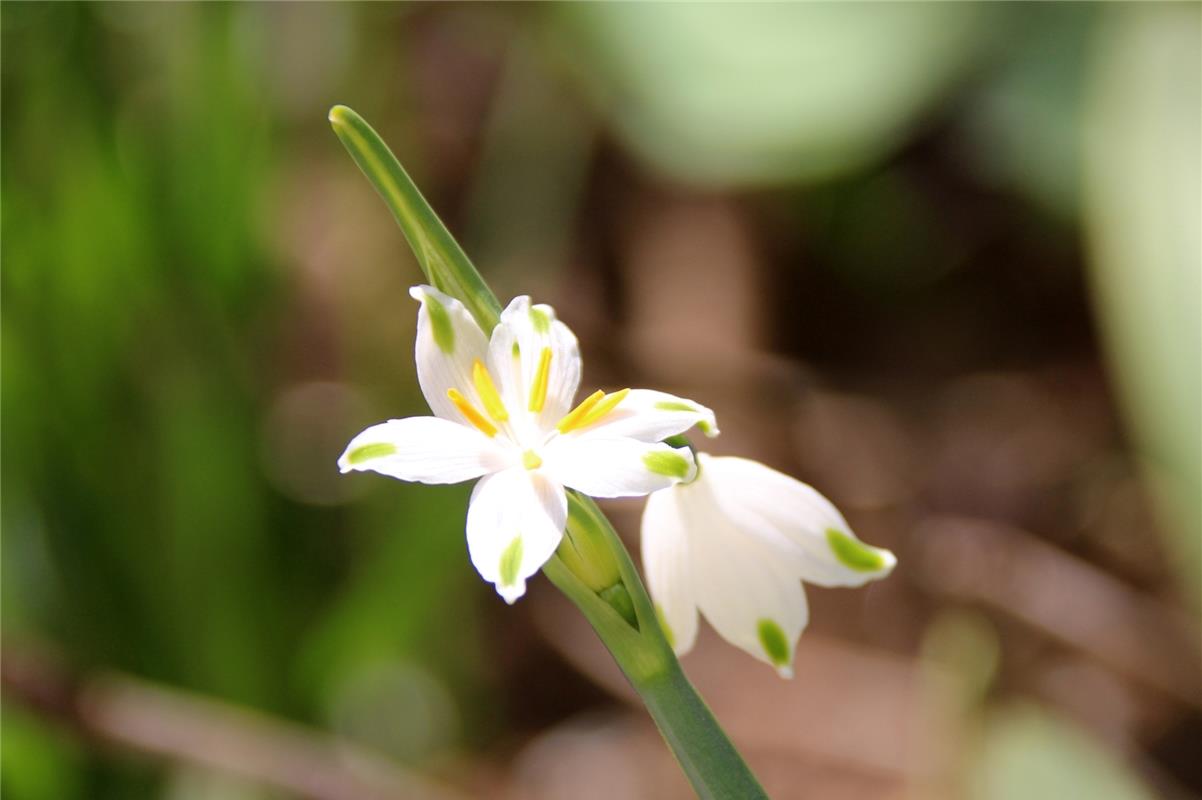 Im Garten der Herrenbergerin Gundula  Kleinert  gibt es seltene Einblicke in den...