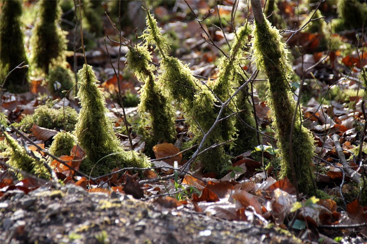 Im Hardwald bei Breitenholz hat die Herrenbergerin Gundula Kleinert eine Versamm...