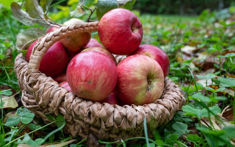 Im Herbst ist auf den Streuobstwiesen die Ernte ein Highlight des „Klassenzimmers im Grünen“ . GB-Foto (Archiv): Vecsey