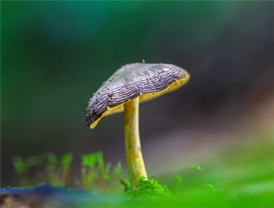 Im Morgenlicht ...  Von Natalie Politz aus Hildrizhausen.