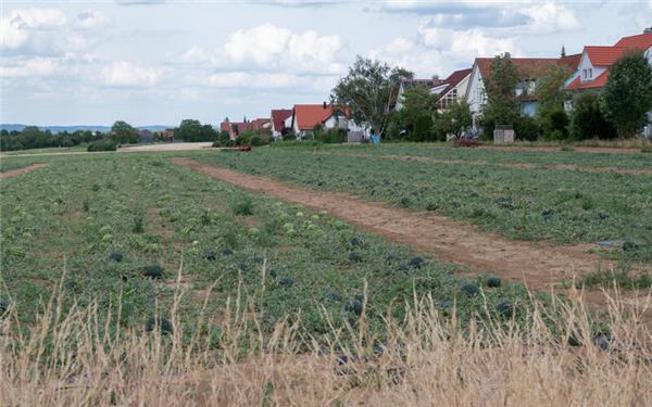 Im Norden Bondorfs soll weiterer Wohnraum entstehen, angrenzend an die dortige Bebauung. GB-Foto: Vecsey