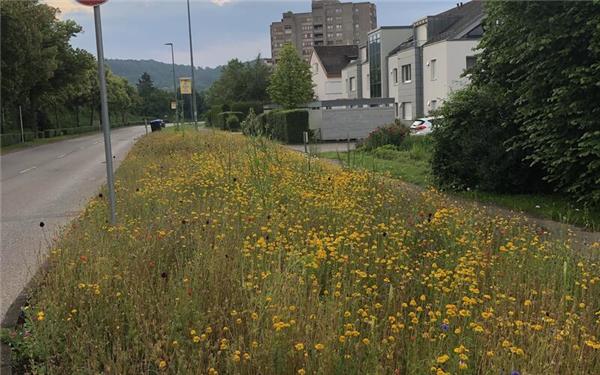 Im Rahmen des Bundesförderprojekts „Arten- und Klimaschutz auf Grünflächen in Herrenberg“ macht ein beauftragtes Planungsbüro vom 20. bis 22. Mai Vor-Ort-Begehungen auf ausgewählten innerstädtischen Grünflächen. GB-Foto: Stadt Herrenberg