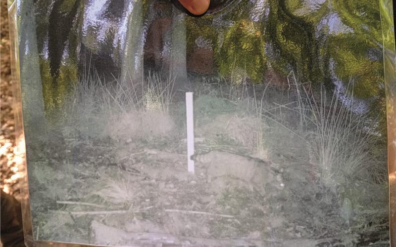 Im Schönbuch wurde Wildkatze „Manu“ nachgewiesen. GB-Foto