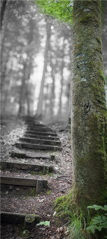 Im Schönbuchwald. Von Natalie Politz aus Hildrizhausen. 