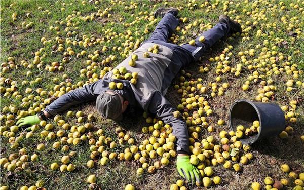 Im Streuobstparadies der gemeinen Mostbirne (gesehen in Gärtringen) GB-Foto: Bäuerle