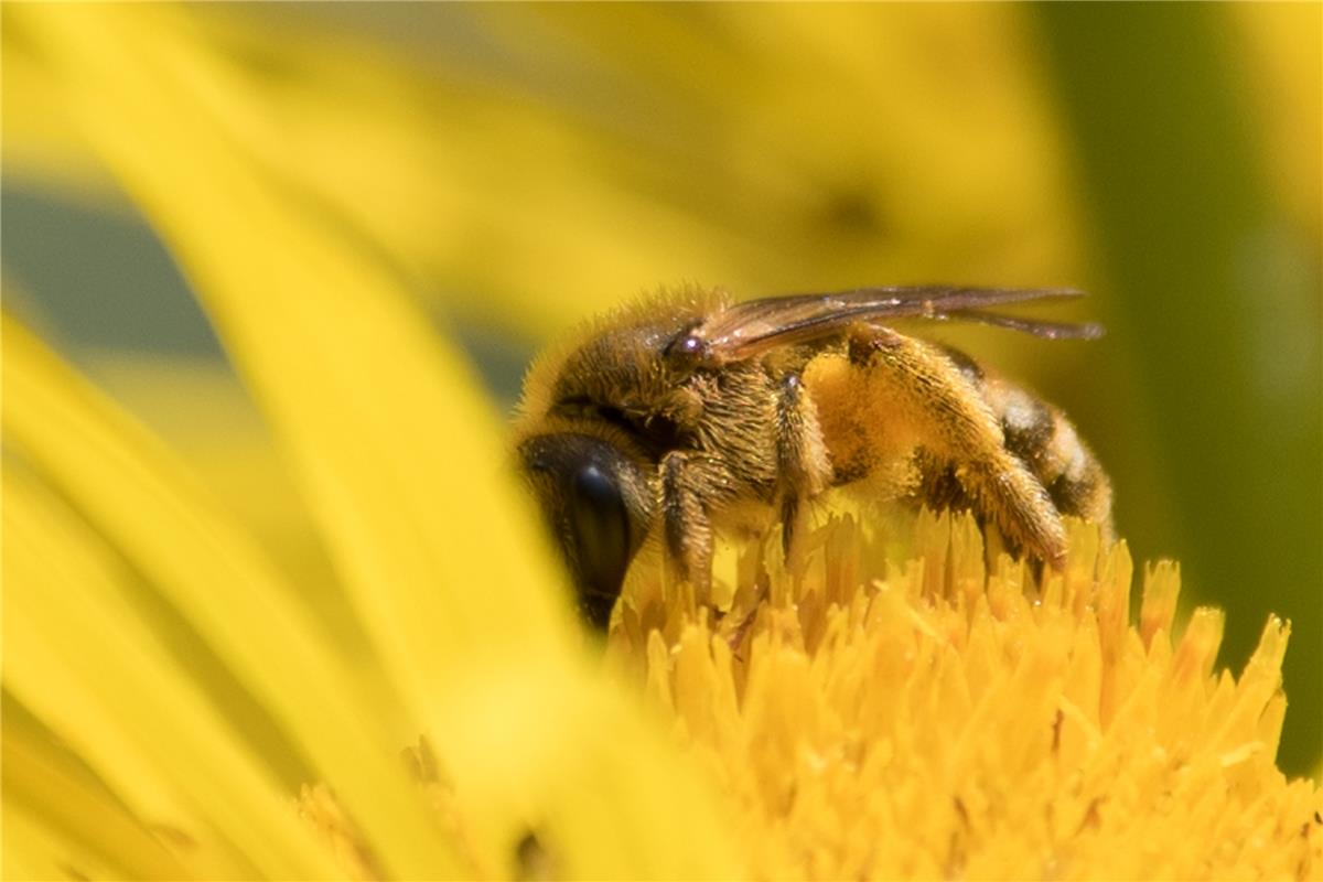 Im Summ-Zoom: An dieses fleißige Bienchen näherte sich die Herrenbergerin Susann...