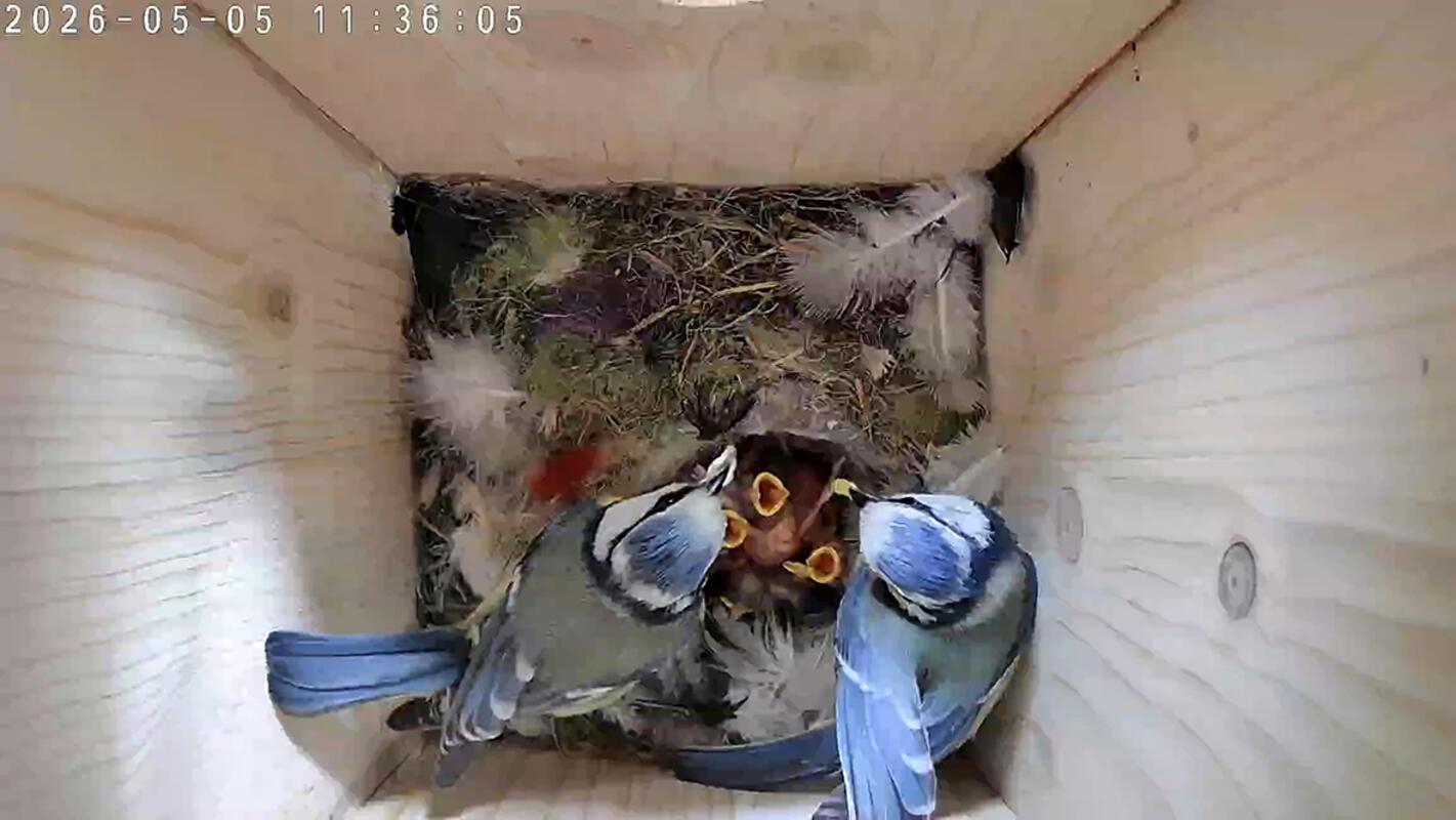 Im Vogelhäusle herrscht Hochbetrieb. Von Samuel Trick aus Herrenberg.