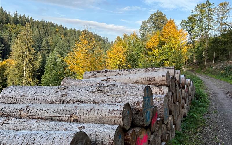Im Wildberger Stadtwald wurden in diesem Jahr 8944 Festmeter Holz eingeschlagen, der Anteil von Käferholz lag dabei bei 1129 Festmetern. GB-Foto: Priestersbach