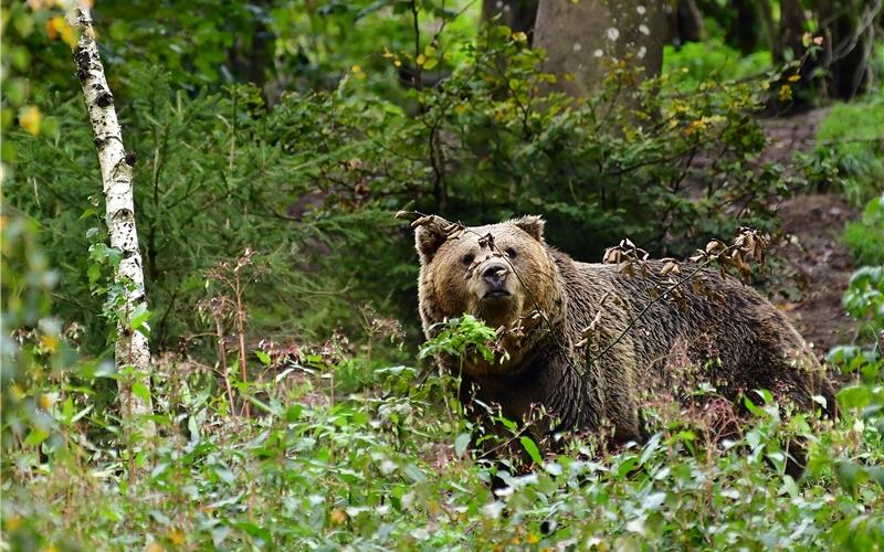 Im Wolf- und Bärenpark Schwarzwald finden die Tiere ein neues RefugiumGB-Foto: gb