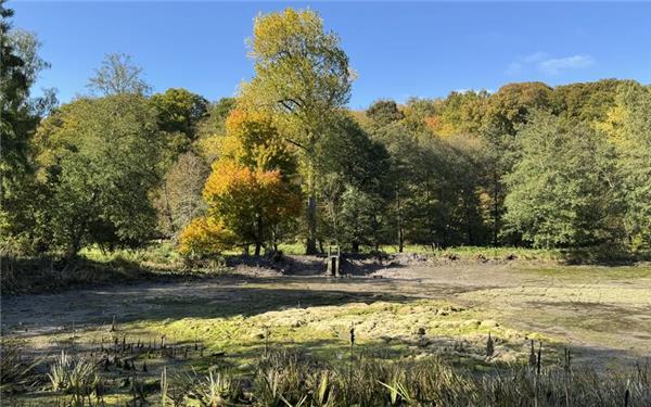 Im vergangenen Oktober wurde das Wasser des Ziegelweihers im Naturpark Schönbuch abgelassen.GB-Foto: Denu