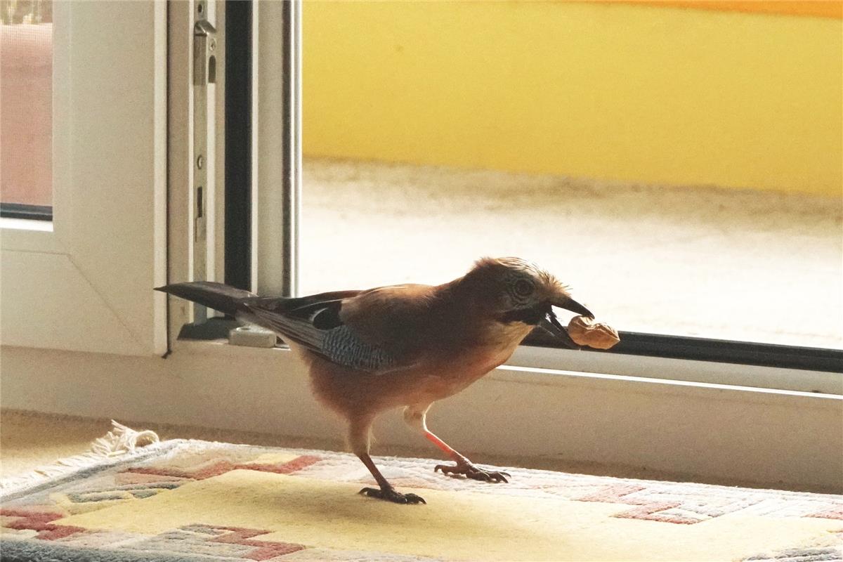 In Bondorf hat Sieghard Gillich diesen scheuen Eichelhäher tatsächlich in seinem...