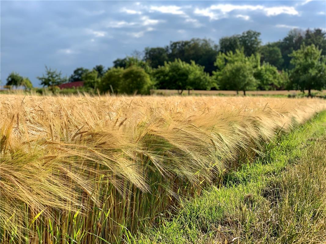 In Erwartung der Ernte zeigt sich dieses Feld der Gäufeldenerin Minja Rollinson....