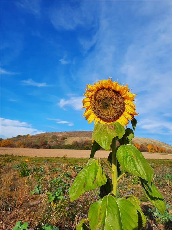 In Herbststimmung dem Himmel entgegen. Diese strahlende Sonnenblume vor herbstli...