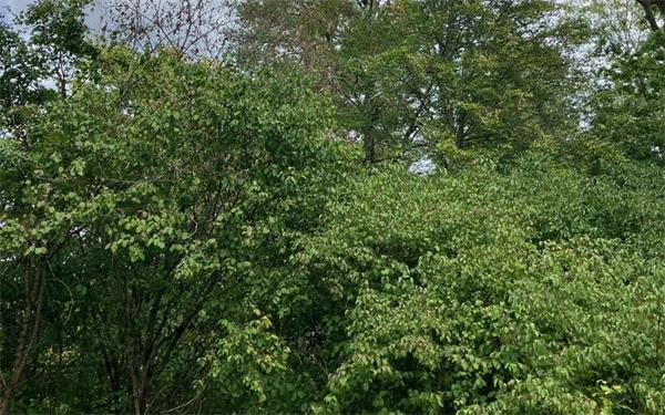 In Jettingen legt der Forstrevierleiter schon lange Wert auf einen naturnahen Wald. GB-Symbolfoto: gb