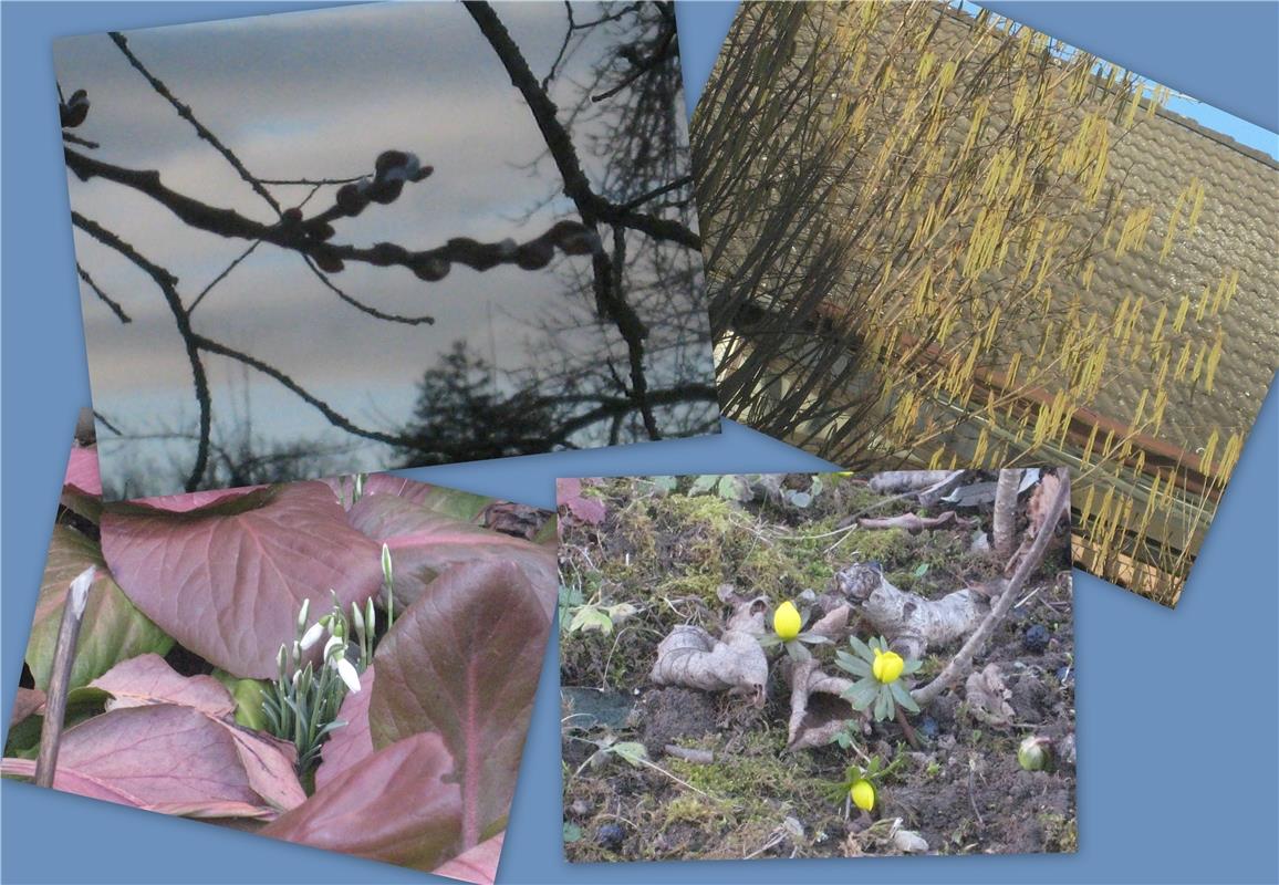 In Nebringen "frühlingts" schon ganz schön schön... und das Anfang Februar!    V...