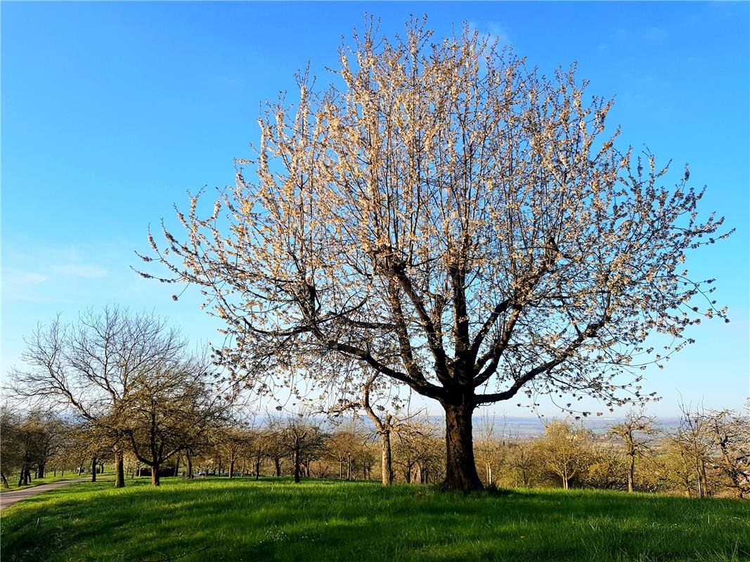 In der Hoffnung auf eine gute Ernte blickt Cäcilia Gemke auf diesen Baum bei Kay...