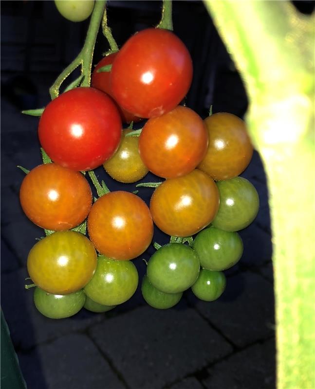 "In diesem Jahr, wo sich die Tomatenfäule auf Grund des nasskalten Wetters übera...