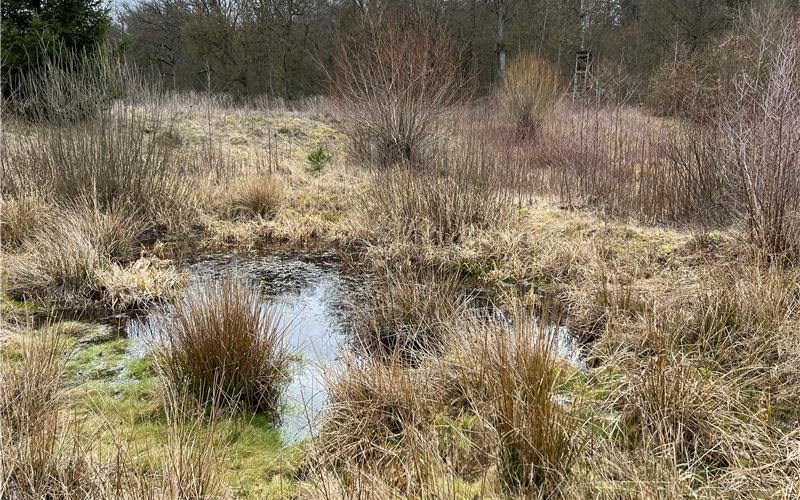 In einer Biotopverbundplanung soll der Zustand der Natur auf dem Wildberger Stadtgebiet erfasst werden – dazu gehört auch dieses Feuchtbiotop bei Sulz am Eck. GB-Foto: Priestersbach