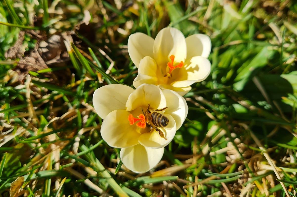 In ihrem Garten hinter dem Haus hat die Herrenbergerin Gundula Kleinert eine Bie...