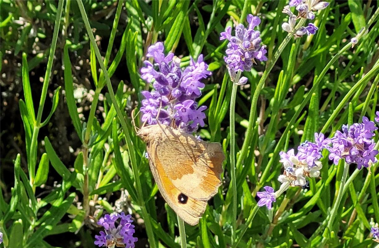 In meinem Garten...  Von Susanne Marquardt aus Gültstein.