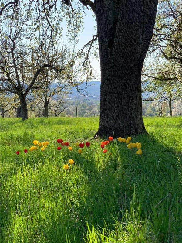 In unserem Streuobstparadies fügen sich Tulpen in Harmonie ein, sagt der Gültste...