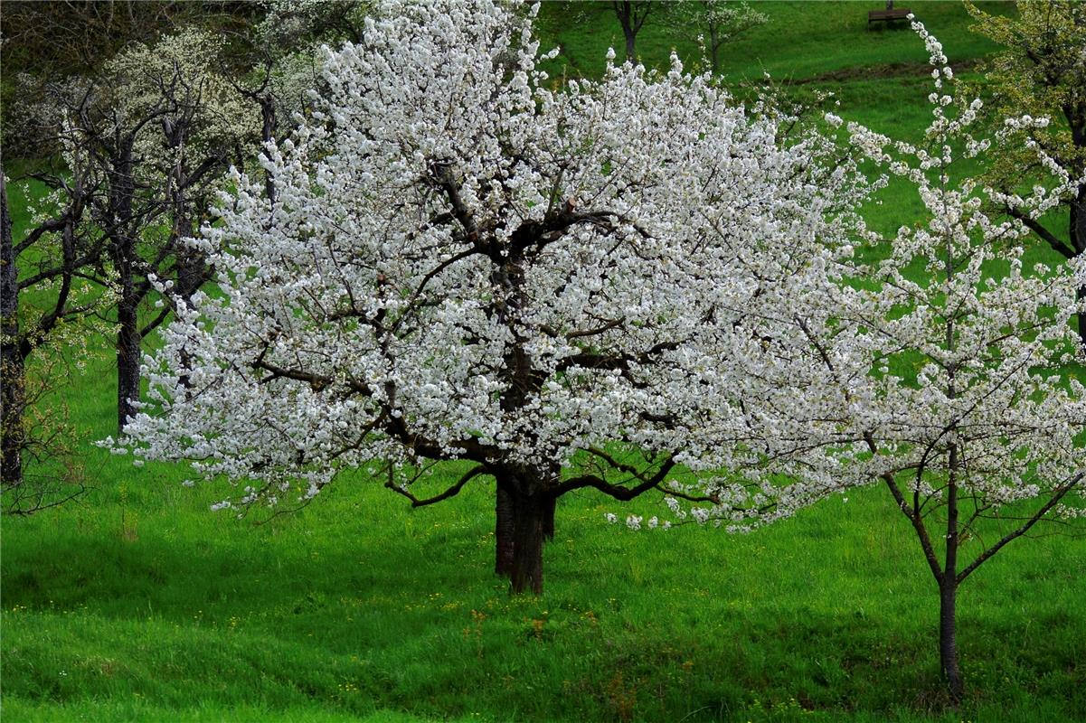 In voller Blüte... Von Eckbert Kaiser aus Rottenburg am Neckar. 