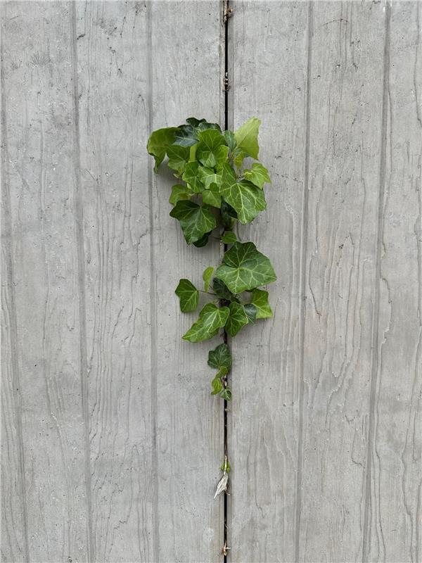 Ist es Kunst oder Natur – Efeu im Mauerwerk.  Von Anja Schnotz aus Gäufelden.