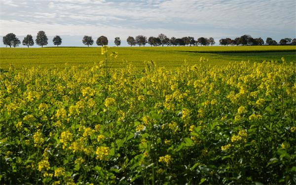Ist’s schon wieder Frühling? (gesehen bei Bondorf)GB-Foto: Schmidt