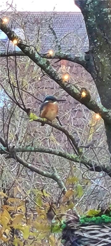 Ivonne Wetzstein  aus Bondorf  hat am Gartenteich einen Eisvogel entdeckt und fr...