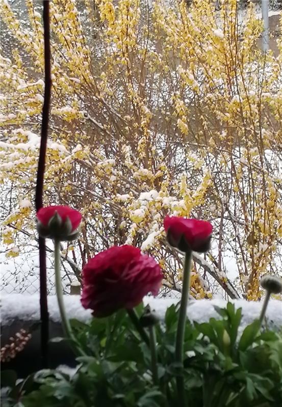 Ja was denn nun, Frühling oder Winter? Von Hannelore Brose aus Herrenberg.