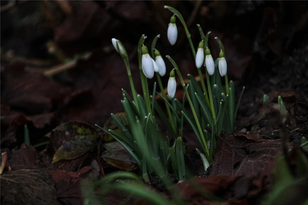 Jacqueline Fröhlich aus Herrenberg hat im Nachbarsgarten den Frühling gefunden