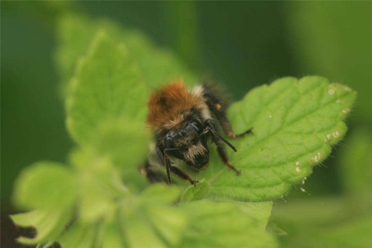 Jacqueline Fröhlich hat diese Hummel entdeckt, die sich nach dem Regen zum Trock...