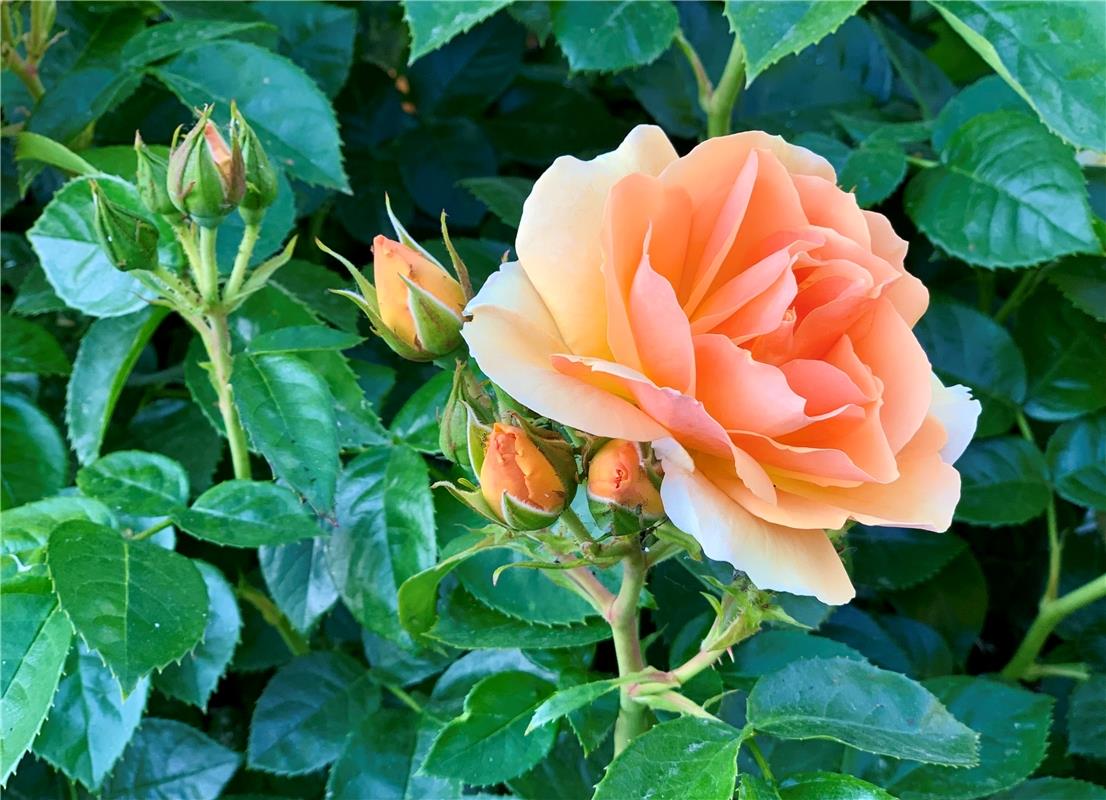 Jahreszeit der Rose – der Königin aller Blumen.  Von Minja Rollinson aus Gäufeld...